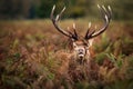 Portrait of dominant red deer stag Royalty Free Stock Photo