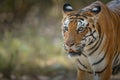 Portrait of dominant tigress with a blurred background