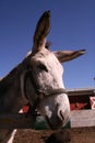 Portrait of donkey