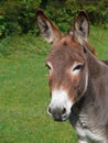 Portrait Of A Donkey