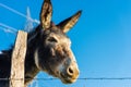 Portrait a donkey on a clear blue sky Royalty Free Stock Photo