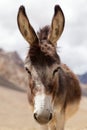 Portrait of Donkey