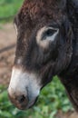 Portrait donkey Royalty Free Stock Photo