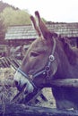 Portrait of a donkey in enclosure on animal farm.