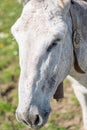 Close-up white donkey head crestfallen