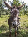 Portrait of a she-donkey on a field Royalty Free Stock Photo