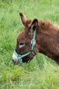 Portrait Donkey in a Field in sunny day