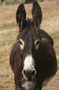 Portrait of donkey with flies Royalty Free Stock Photo