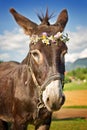 Portrait of a donkey with a flower wreath