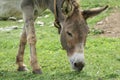 Portrait of a donkey grazing in a mountain field Italy Royalty Free Stock Photo