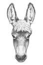 Portrait of Donkey. Royalty Free Stock Photo