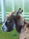A portrait of a donkey Royalty Free Stock Photo