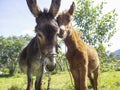 Portrait of a she-donkey and a hinny on a field Royalty Free Stock Photo