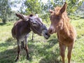 Portrait of a she-donkey and a hinny on a field 2 Royalty Free Stock Photo