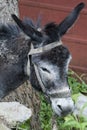 A portrait of a donkey, his head lowered with sad eyes