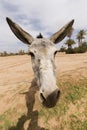 Portrait of a donkey in M'Hamid El Ghizlane