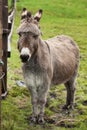 Portrait of donkey in meadow Royalty Free Stock Photo