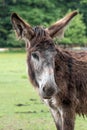 Portrait of a donkey on a meadow Royalty Free Stock Photo