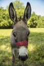 Portrait of donkey on the meadow Royalty Free Stock Photo