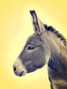 Portrait donkey on yellow background Royalty Free Stock Photo