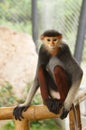 Portrait of Douc Langur Monkey Pygathrix Nemaeus
