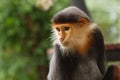 Portrait of Douc Langur Monkey Pygathrix Nemaeus Royalty Free Stock Photo