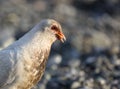 Portrait of a dove on a pebble