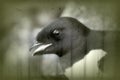 Portrait of dovekey, black and white retro style Royalty Free Stock Photo