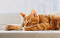 Portrait of a dozing ginger cat in close-up. A pretty orange cat is lying and resting on the windowsill. A calm Ginger cat relaxes