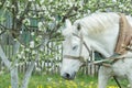 Portrait of dozing white working horse at flowering fruit tree spring background