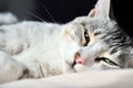 Portrait of dozy cat Royalty Free Stock Photo