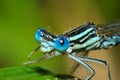 Portrait dragonfly