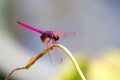 Portrait of dragonfly - Crimson Dropwing