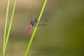 Portrait of dragonfly - Crimson Dropwing