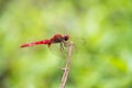 Portrait of dragonfly - Crimson Dropwing Royalty Free Stock Photo