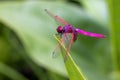 Portrait of dragonfly - Crimson Dropwing male Trithemis aurora Royalty Free Stock Photo