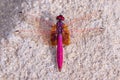 Portrait of dragonfly - Crimson Dropwing male Trithemis aurora Royalty Free Stock Photo