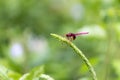 Portrait of dragonfly - Crimson Dropwing male Trithemis aurora