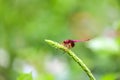 Portrait of dragonfly - Crimson Dropwing male Trithemis aurora Royalty Free Stock Photo