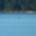 Portrait of a dragonfly flying in the air