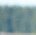 Portrait of a dragonfly flying in the air