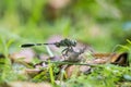 Green Skimmer