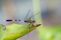 Portrait of dragonfly - Green Skimmer