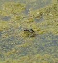 Portrait of a dragonfly resting at lakeside