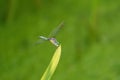 Portrait of a dragonfly resting on leaf