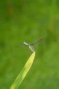 Portrait of a dragonfly resting on leaf