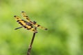 Portrait of dragonfly - Variegated Flutterer