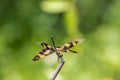 Portrait of dragonfly - Variegated Flutterer