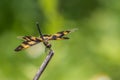 Portrait of dragonfly - Variegated Flutterer