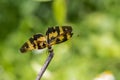 Portrait of dragonfly - Variegated Flutterer